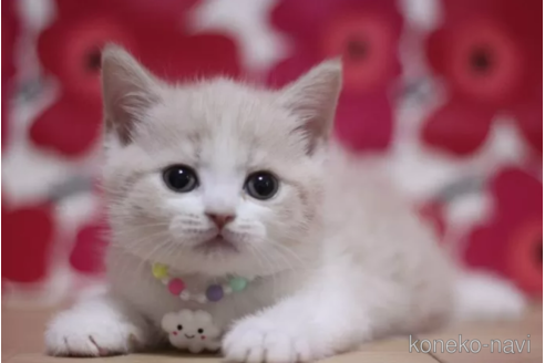 成約済の東京都のマンチカン-105726の6枚目